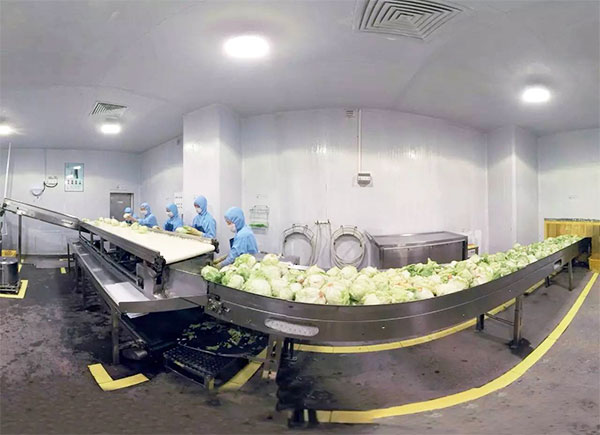 全自動蔬菜瓜果包裝機設備車間操作實拍圖